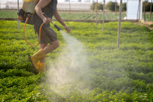 Best Commercial Pest Control Services  in New Boston, TX