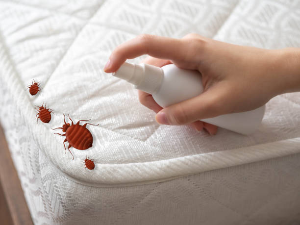 Best Cockroach Control Services  in New Boston, TX