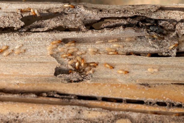 Best Flea Control Services  in New Boston, TX