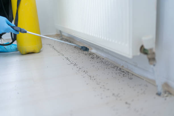 Best Cockroach Control Services  in New Boston, TX